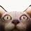 MrCat